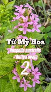 Image result for Ruspolia australis