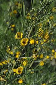 Image result for Senna artemisioides