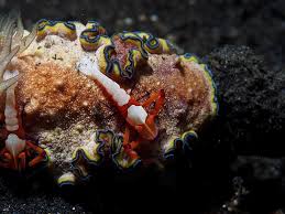 Image result for Corallocarpus schimperi