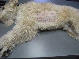 Signs Your Dog Is Having An Allergic Reaction How To Help