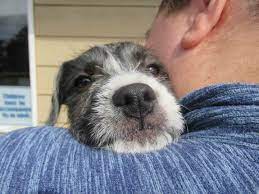 Maybe you would like to learn more about one of these? Pets For Adoption At Spchs In Long Beach Wa Petfinder