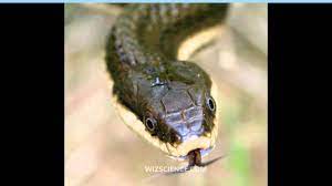 Queen Snake Video Learning Wizscience Com Snake Nature Conservation Reptiles