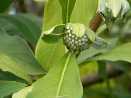 Edgeworthia chrysantha is a deciduous shrub growing to 2 m (6ft) by 2 m (6ft). Paperbush Facts And Health Benefits