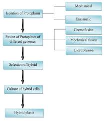 Plant Tissue Culture Current Status And Opportunities