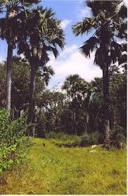 Image result for Haplocoelum foliolosum