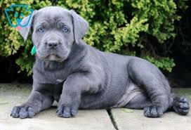 Black Boerboel Puppies For Sale In Durban Breeze Cane Corso Puppy For Sale Keystone Puppies Cane Corso Puppies Pitbull Puppies For Adoption Italian Mastiff Puppies
