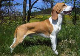 We believe that every pet is special and has a unique story to be told. Schweizer Niederlaufhund Dog Breed Information Images Characteristics Health