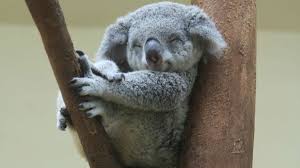 What kind of creature is a portugese man o war? Why Koalas Are Called Koala Bears Mental Floss