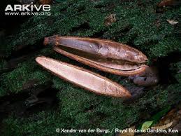 Image result for Entandrophragma delevoyi