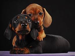 Dachshund Wallpapers Top Free Dachshund Backgrounds Wallpaperaccess See more ideas about dachshund, dachshund wallpaper, dachshund love.