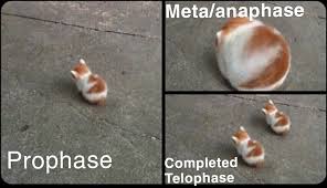 Even more astounding, no virologists has isolated and purified this novel coronavirus nor proven it the scientific process for isolating and categorizing the virus has never been completed. Stages Of Cat Mitosis Memes
