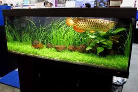 Tahapan & cara membersihkan akuarium air tawar 1. Akuarium Ikan Arwana Dan Cara Merawatnya
