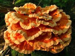 Chicken Of The Woods Mushrooms Chicken Of The Woods Stuffed Mushrooms Edible Mushrooms