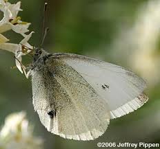 Image result for Pieris rapae