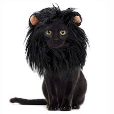 Black Lion Mane For Cat In 2020 Lion Mane For Cat Lion Mane Buy A Cat