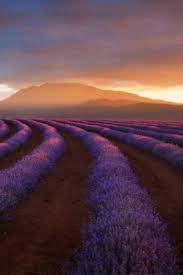 Cc1c69fc 3791 41e0 Ad8a E849371b1061 Beautiful Landscapes Lavender Fields Flora Garden
