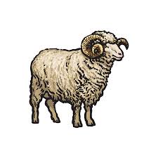 Schrijfdans k3 er is een. Vector Schets Cartoon Stijl Schapen Gehoornde Ram Lam En Schapen Hoofd Set Geisoleerde Illustratie Op Een Witte Achtergrond Hand Getekend Dier Zonder Hoorns Rundvee Boerderij Tweehoevige Dieren Royalty Vrije Cliparts Vectoren En