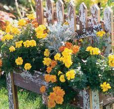 Direct sow when forsythia and dandelions begin to bloom. Yard And Garden Marigolds News