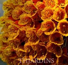 Image result for Embelia multiflora