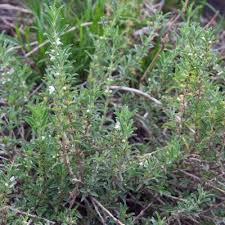 Image result for Leucas