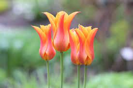 Tulpen und stauden geschickt kombiniert tulpen garten stauden. Wann Bluhen Tulpen Infos Zur Blutezeit In Deutschland Und Holland