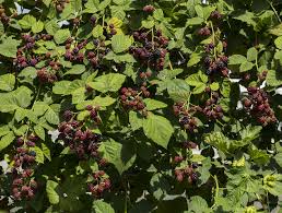 The surinam cherry tree (eugenia uniflora), hardy in usda zones 9 and 10, has large, edible berries that may be green, red, orange or yellow, notes calpoly urban forest ecosystems institute. 10 Berries That Birds Love