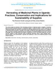 Image result for Myrica kandtiana