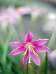 「ゼフィランサス・カリナタ（サフランモドキ）」の画像検索結果