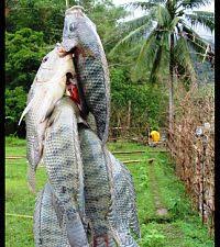 The Dangers Of Farm Raised Tilapia From China Farm Raised Tilapia Fish Farming Farm Food