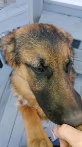 Welcome Greta To Our Dog Training In Your Home Family We Can T Wait To Start Training With You Thanks To Robert S Past C Dog Training Dogs Dog Obedience