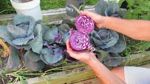 We did not find results for: When To Harvest Red Purple Cabbage At About 75 90 Days Mfg 2014 Youtube