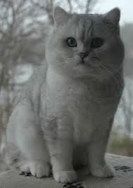silver british shorthair silver shaded british shorthair shaded silver male cute cats british shorthair cats cute cats and kittens