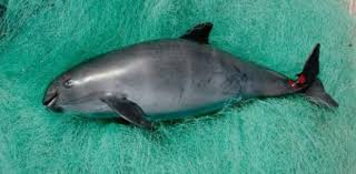 You can use this swimming information to make your own swimming trivia questions. Do You Know About Vaquita Trivia Facts Quiz Proprofs Quiz