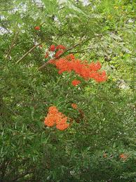 Image result for Pyracantha