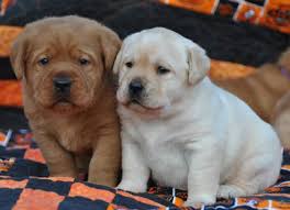Contact us about purchasing one of our fox red labrador retriever puppies from an upcoming litter. Fox Red Labradors Puppy Colors Puppies Lab Breeders Puppies Fox Red Labrador Puppy Fox Red Labrador Labrador Puppy