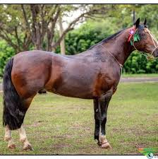 Cavalos Crioulos em Cachoeira Paulista SP à venda. Compre direto 188367