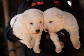 Maybe you would like to learn more about one of these? Dogs Taken From Iowa Puppy Mill Finally Up For Adoption Fostering