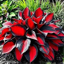 Imported Hosta Flower Seeds, Healthy seeds 95% germination mixed colour 175+ seeds