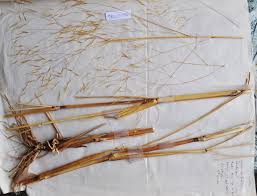 Image result for Aristida stipoides