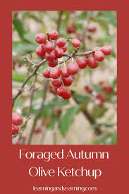 Homemade Autumn Olive Ketchup Autumn Olive Foraged Food Wild Edibles