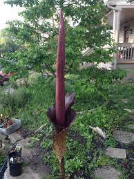 Potting Up Some Of My Corpse Flowers X Post R Amorphophallus Gardening Garden Diy Home Flowers Roses Nature Lands Tall Flowers Corpse Flower Flowers