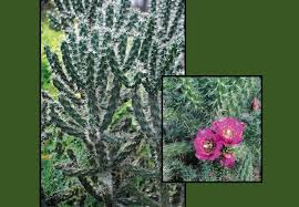 Image result for Opuntia imbricata