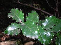 Image result for Cardiopteridaceae