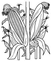 Cut corn cob shape from posterboard. Corn Stalk Coloring Page Coloring Home