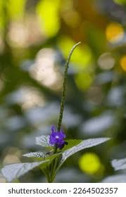 Image result for Stachytarpheta cayennensis