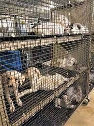 Puppy mill rescue animal league america partners with other animal welfare groups to conduct puppy mills rescues — rescues that pull animals out of the cruel and inhumane conditions of commercial breeding facilities in various parts of the country— often rescuing these animals from imminent destruction. Humane Society Ohio Puppy Mills Named In 2020 Horrible Hundred