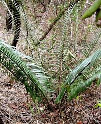 Image result for Encephalartos umbeluziensis