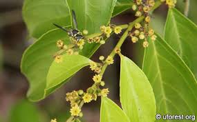 Image result for Ventilago