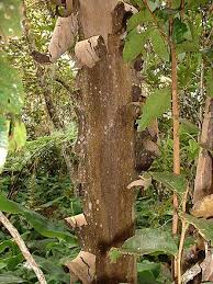 Image result for Aphloia