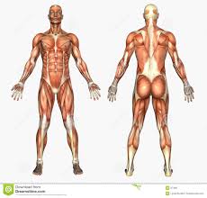 Choose from 500 different sets of flashcards about anatomy back muscles on quizlet. Male Back Muscle Anatomy Drawing Novocom Top